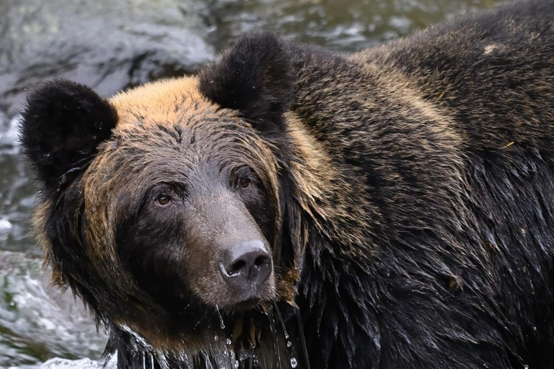Bear raids fridge in Japan home as maulings surge